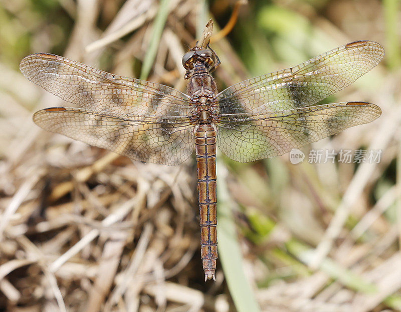 龙骨Skimmer (Orthetrum coerulescens)雌性